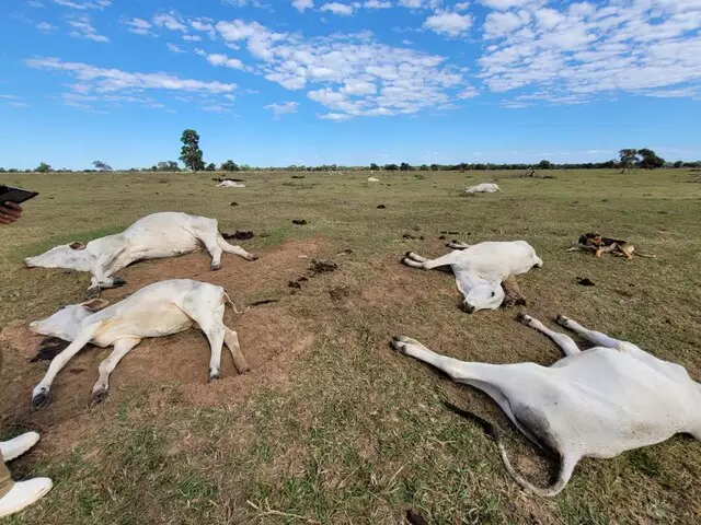 Você está visualizando atualmente Frente fria mata mais de 2,7 mil cabeças de gado em MS e causa prejuízo milionário