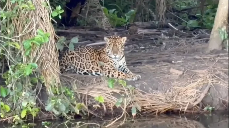 PMA investiga crime de ceva de onças-pintadas para turismo no Pantanal