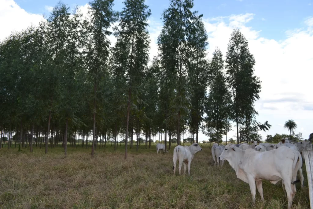 Mato Grosso do Sul se prepara para a chegada do frio mais intenso do ano 3 gado de corte frio frio mais intenso
