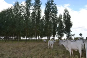 Leia mais sobre o artigo Embrapa propõe ações para prevenir perdas de gado durante o inverno