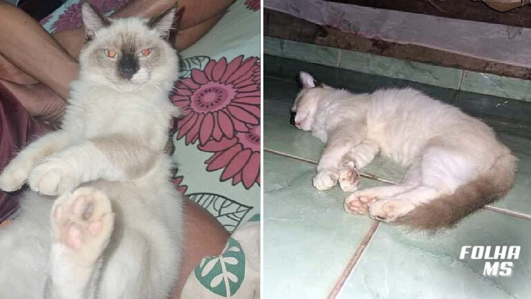gatinha siamesa