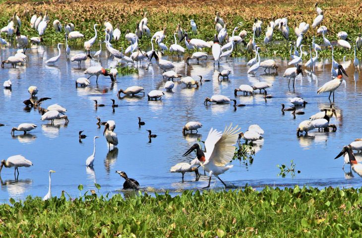 pantanal