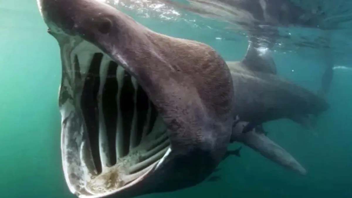 Tubarão-elefante