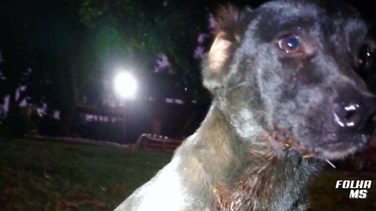 Homem é preso por atingir cachorro com tiro em cidade de MS
