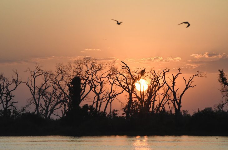 R$ 220 milhões: Petrobras anuncia apoio a projetos socioambientais, com destaque para o Pantanal