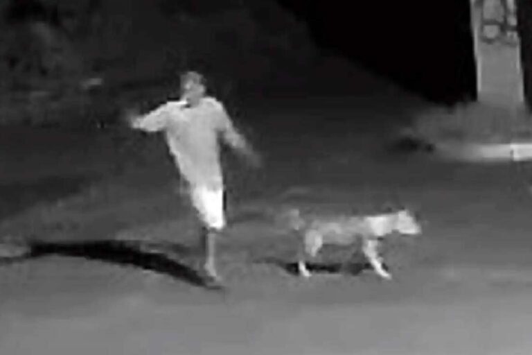 Pitbull ataca criança e idoso em Ribas do Rio Pardo
