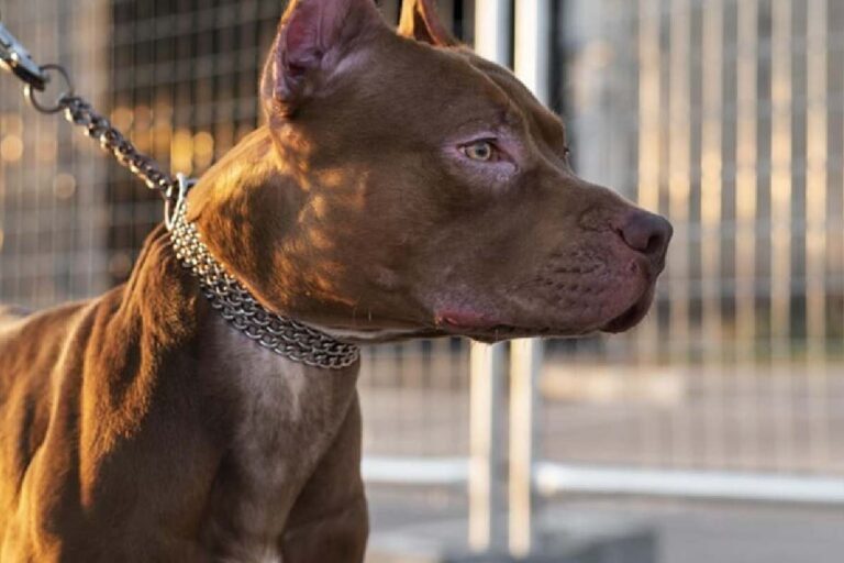 pitbull