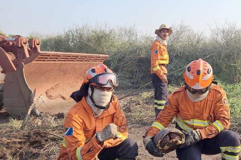 Bombeiros resgatam animais silvestres em áreas afetadas por incêndios no Pantanal