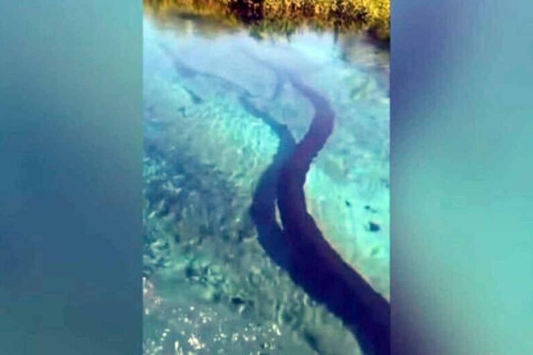 Sucuri em Bonito