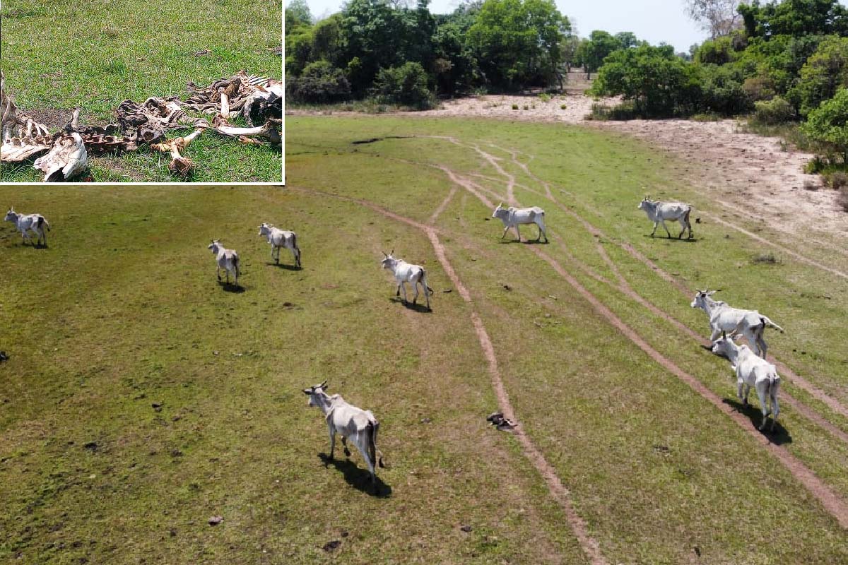 Você está visualizando atualmente Fazendeiro é multado por abandonar gado debilitado no Pantanal | Vídeo