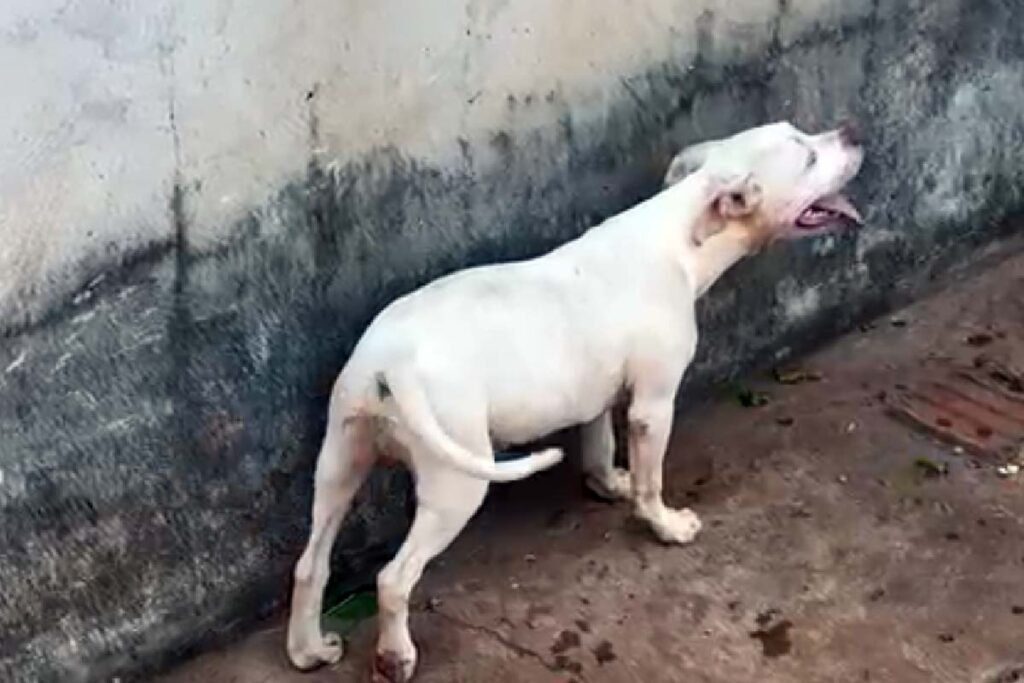 animal maus tratos tráfico de drogas e maus-tratos a pitbull
