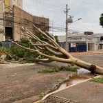Após temporal, Campo Grande amanhece com árvores caídas e 36 bairros sem energia