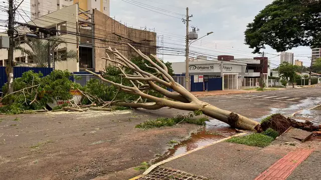Você está visualizando atualmente Após temporal, Campo Grande amanhece com árvores caídas e 36 bairros sem energia