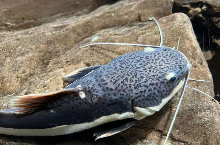 Peixes da Amazônia são os novos moradores do Bioparque Pantanal