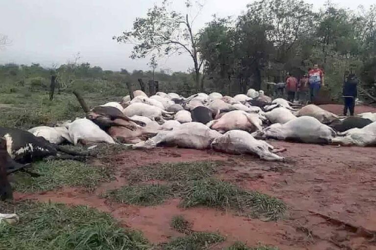 Raio mata 80 bois e dois cavalos em fazenda no Paraguai