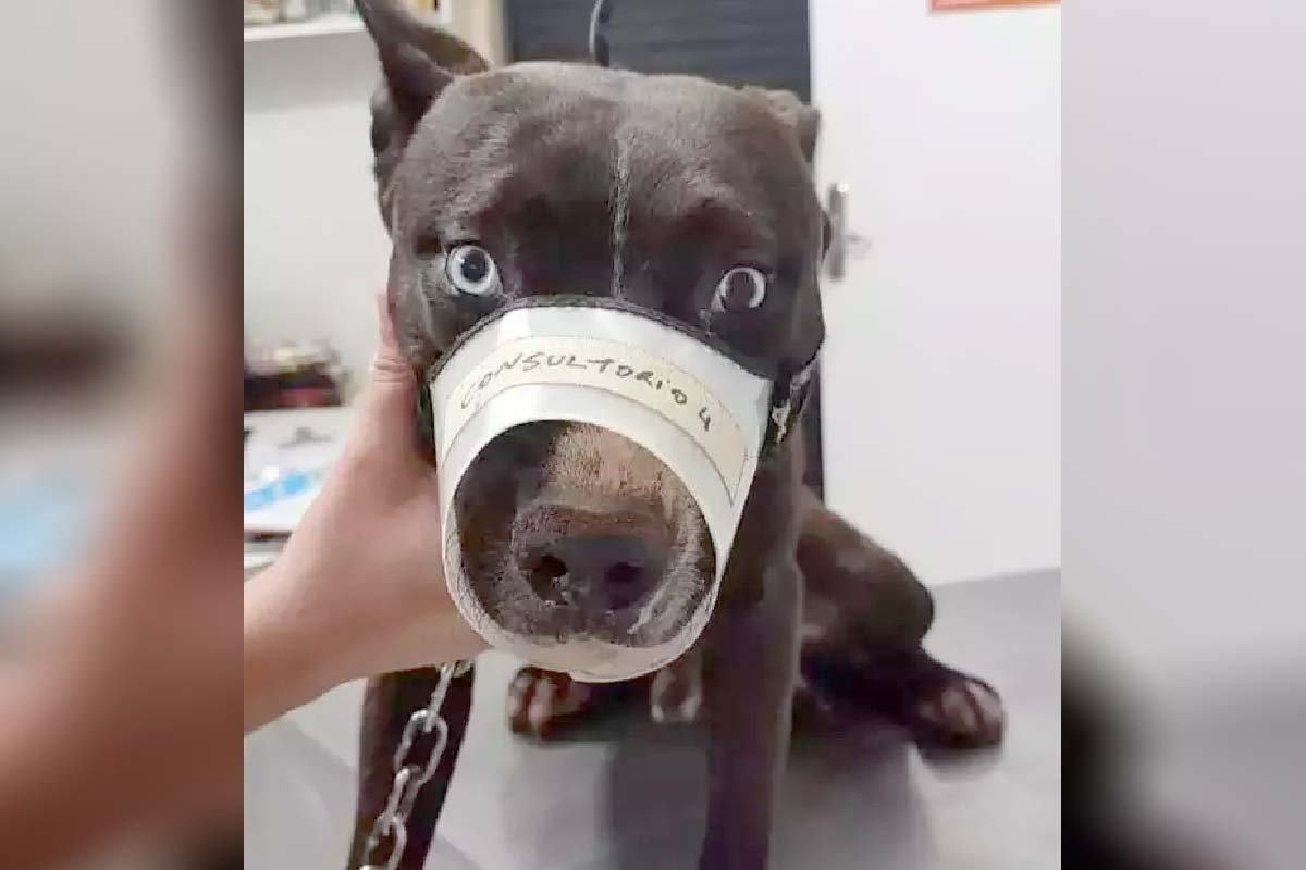 pit bull pitbull