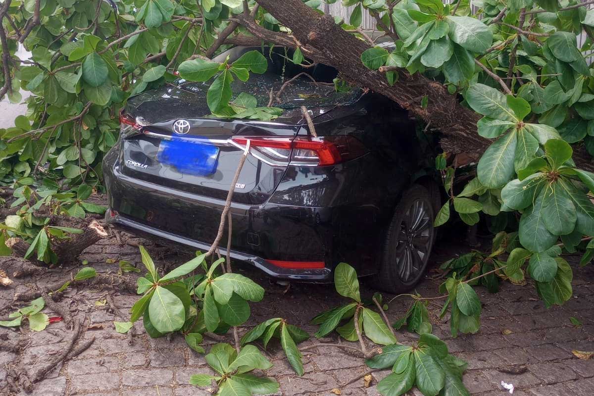 Você está visualizando atualmente Árvore cai sobre carro estacionado no centro de Corumbá