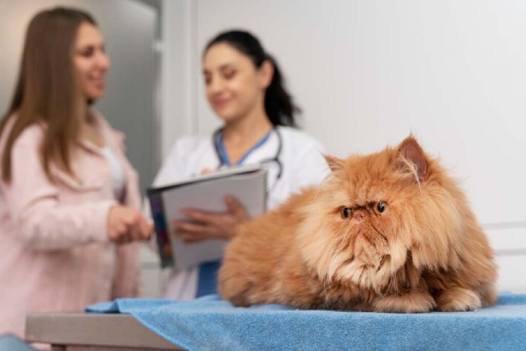 câncer em pets
