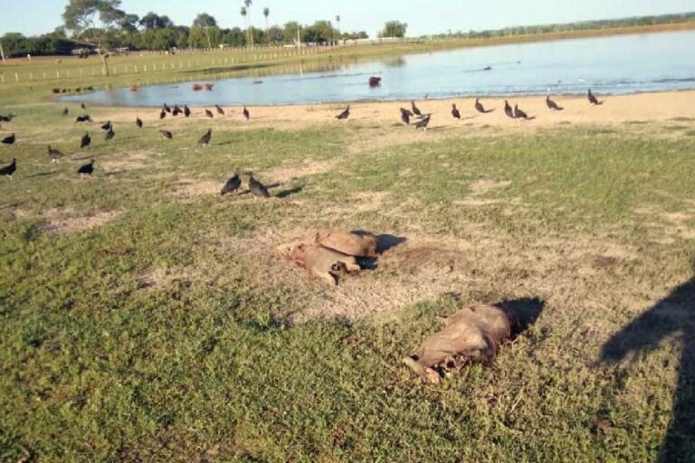 Homem é preso por matar capivaras com veneno e arma de fogo em MS