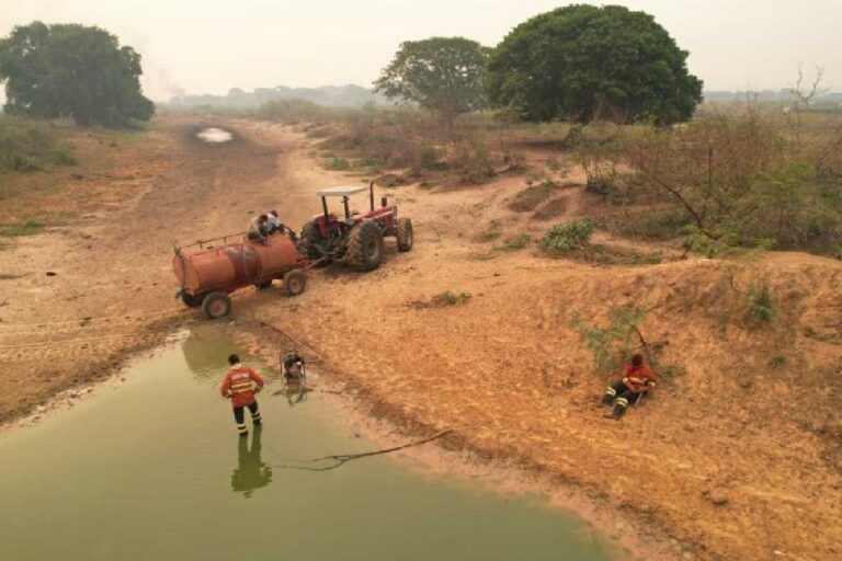 queimadas no pantanal