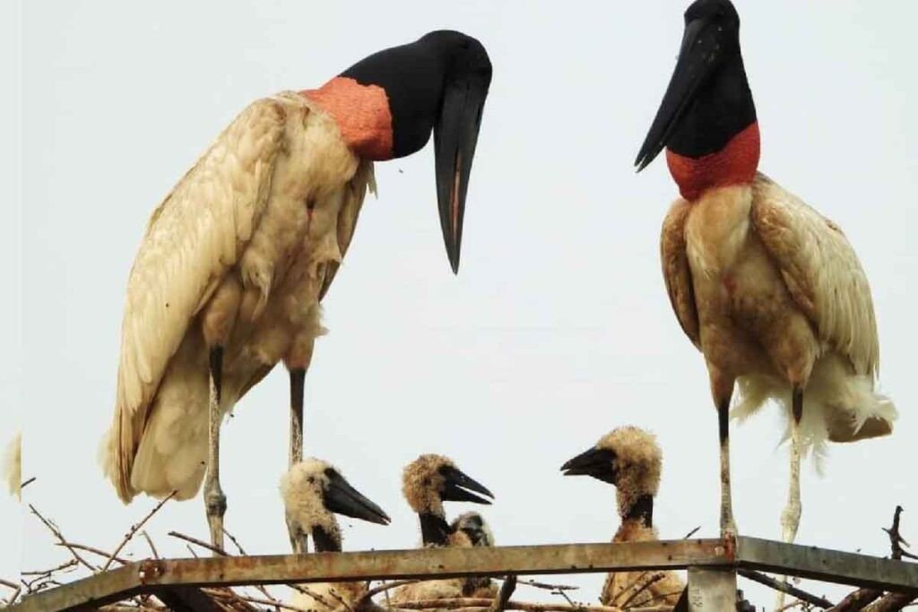 tuiuiú
