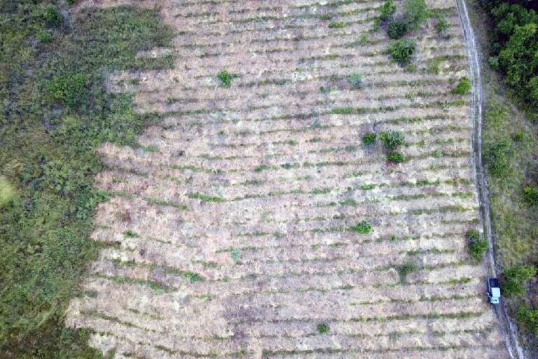 Plantio de 25 mil mudas fortalecem ações de recuperação no Pantanal