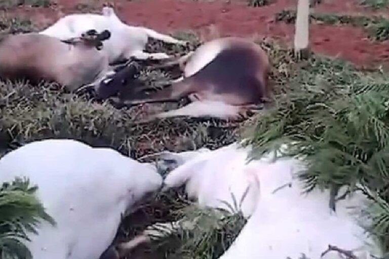 Raios matam 12 vacas prenhas em fazenda de Ribas do Rio Pardo