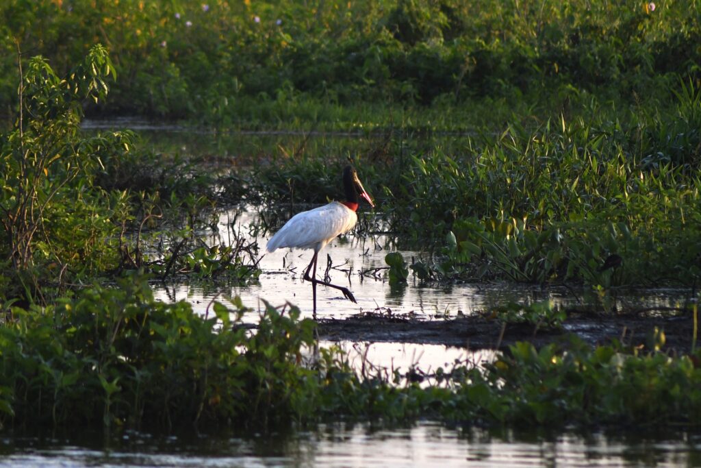 Pantanal Tuiuiu Foto Bruno Rezende 04 scaled 1 Fundo Clima Pantanal