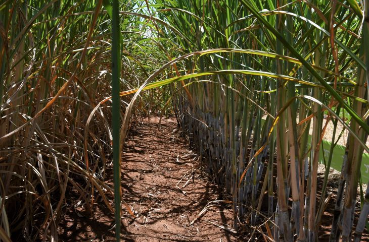 Usinas de etanol batem recorde de produção com apoio do Governo aos biocombustíveis