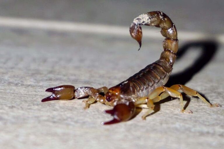 Menino de 8 anos entra em coma após picada de escorpião em Itaquiraí, Mato Grosso do Sul