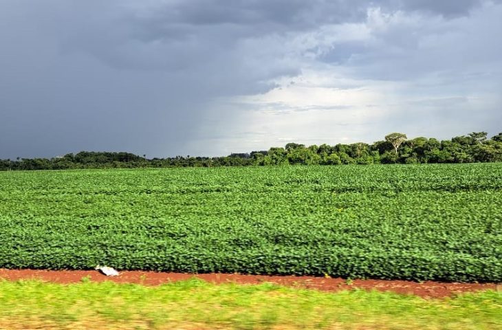 Volta das chuvas favorecem soja, e plantio atinge maior área das últimas cinco safras