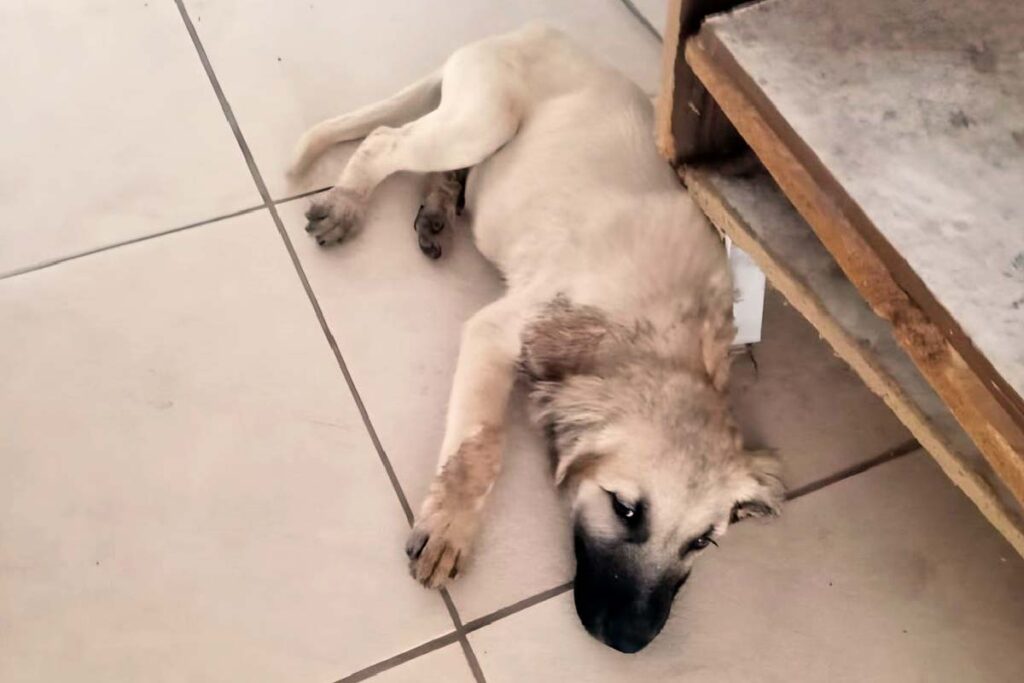 cachorro solto