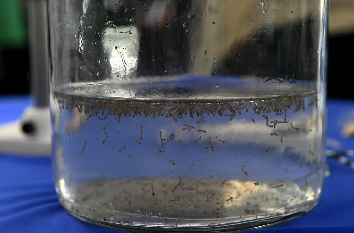 dengue