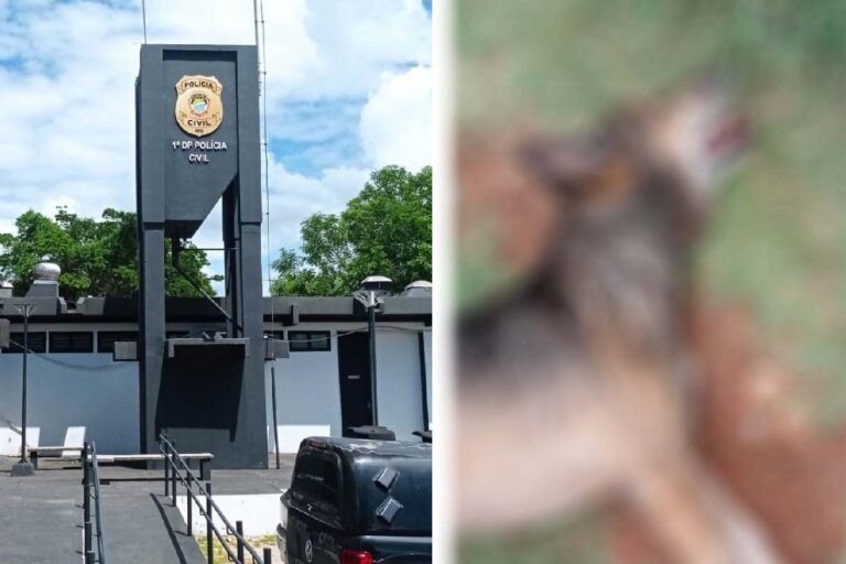 Irmãos são presos após espancar cachorro até a morte em Corumbá