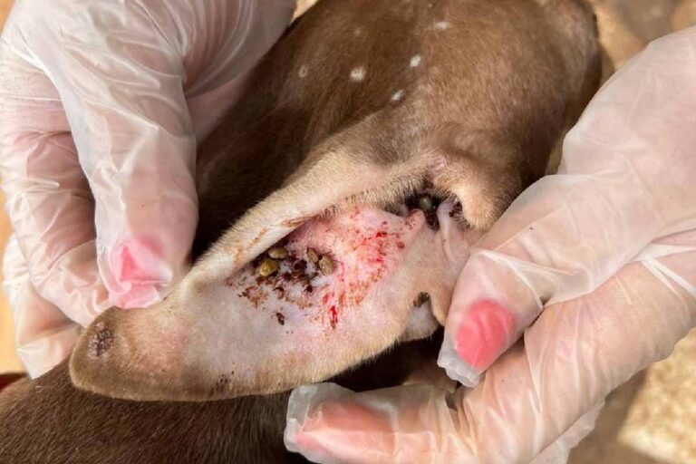 Homem é detido por maus-tratos a filhote de Pitbull em Campo Grande