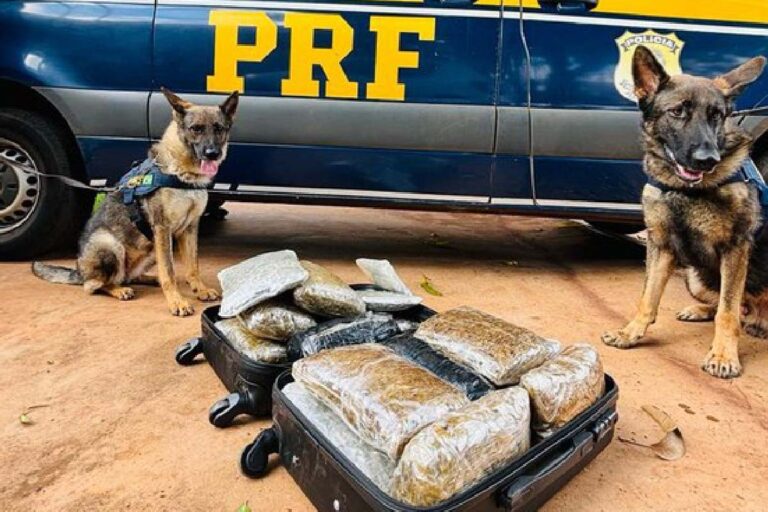 Com auxílio de cães farejadores, PRF apreende 15 Kg de Skunk em Terenos