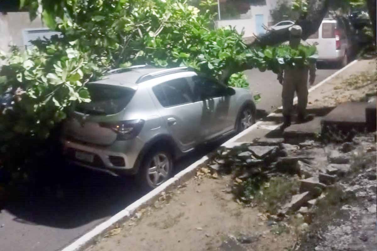 Você está visualizando atualmente Veículo fica danificado após ser atingido por queda de árvore no centro de Corumbá
