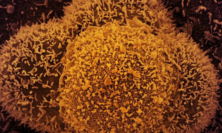 sintomas da Covid-19, autoteste da Covid, Organização Mundial da Saúde, vacinação contra a Covid-19