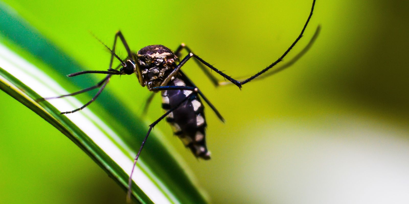 Mudancas climaticas podem ampliar infestacao de mosquito Aedes no Rio