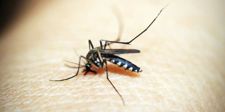 dengue