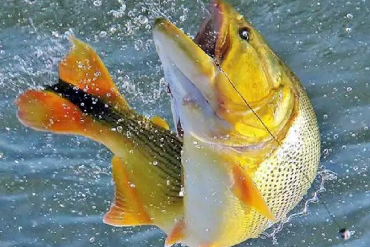 Leia mais sobre o artigo Deputados aprovam emenda que prorroga proibição da pesca do Dourado por mais um ano