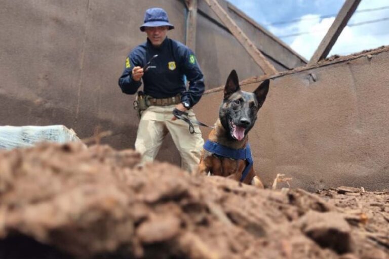 PRF apreende quase 300 kg de maconha em caminhão de serragem na BR-262