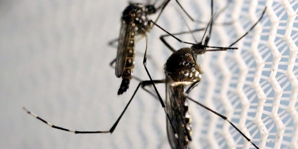 primeira morte por dengue em 2025