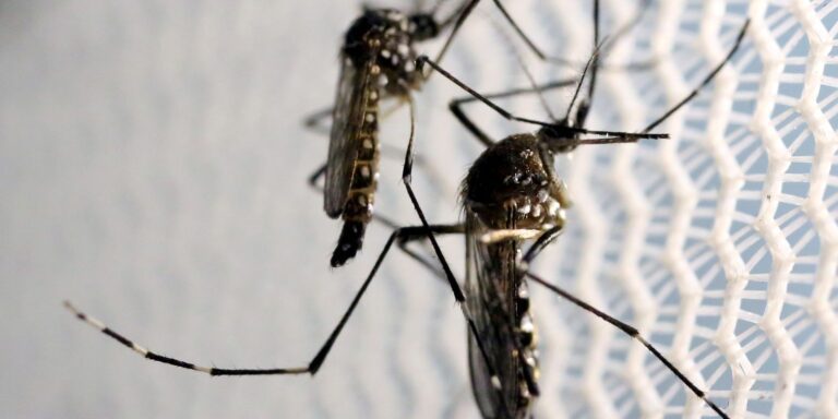 primeira morte por dengue em 2025