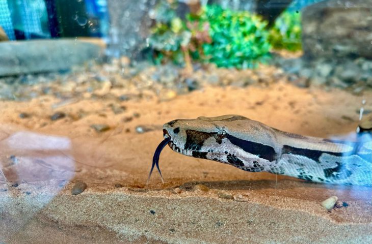 Após ser resgatada em circo, serpente é a nova moradora do Bioparque Pantanal
