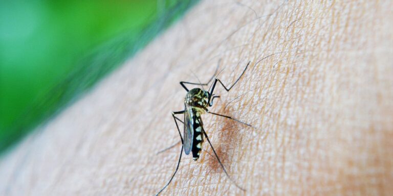 Dengue: Mato Grosso do Sul registra 14 mortes e 4.093 casos suspeitos de Chikungunya