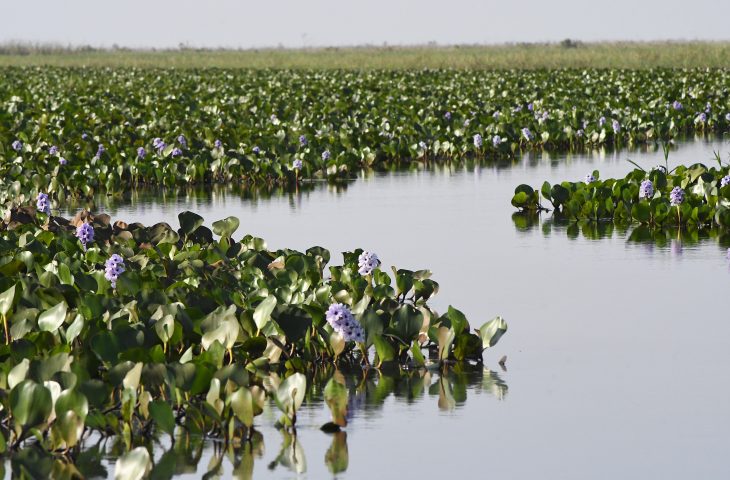 Governo de MS abre processo seletivo com 29 vagas para a àrea de gestão de recursos naturais