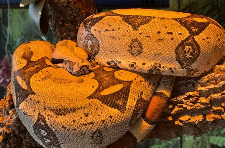 Bioparque garante 2ª chance para jiboia Rachel Carson e reforça saúde e bem-estar animal como prioridades