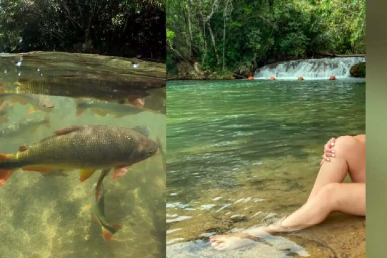 Turista é mordida por peixe dourado em Bonito: incidente raro causou ferimento grave