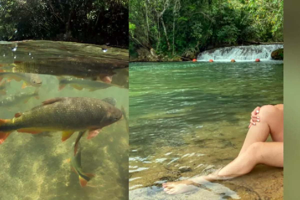 Você está visualizando atualmente Turista é mordida por peixe dourado em Bonito: incidente raro causou ferimento grave